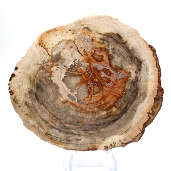 Legno pietrificato lucidato (fetta), pezzo da collezione, Madagascar