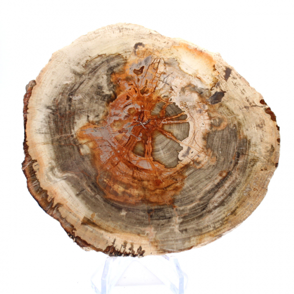Legno pietrificato lucidato (fetta), pezzo da collezione, Madagascar