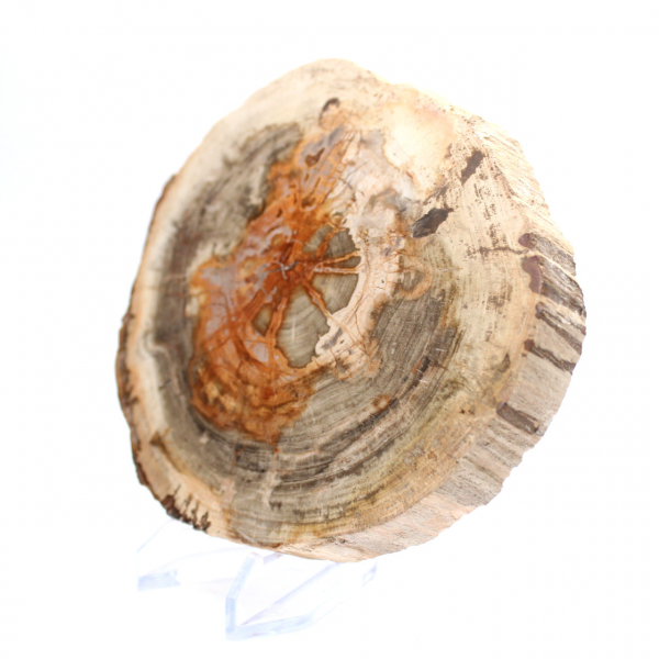 Legno pietrificato lucidato (fetta), pezzo da collezione, Madagascar