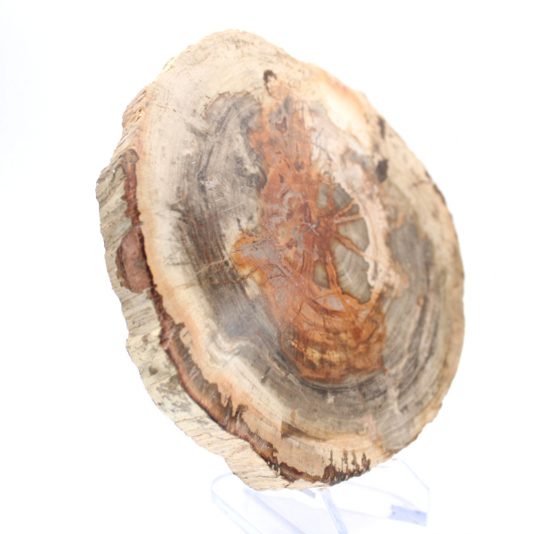 Legno pietrificato lucidato (fetta), pezzo da collezione, Madagascar