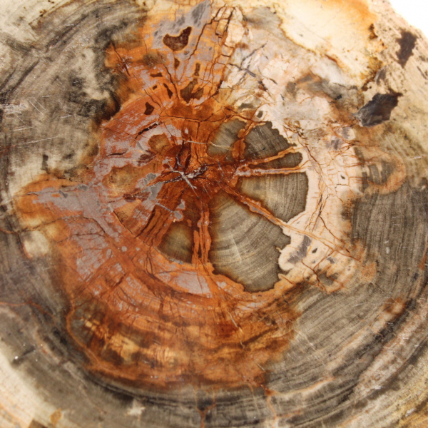 Legno pietrificato lucidato (fetta), pezzo da collezione, Madagascar