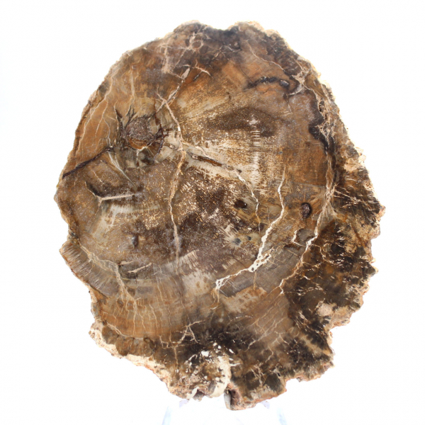 Piccolo ornamento in legno pietrificato lucidato, fetta di fossile naturale, Madagascar Piccolo ornamento in legno pietrificato lucidato, fetta di fossile naturale, Madagascar
