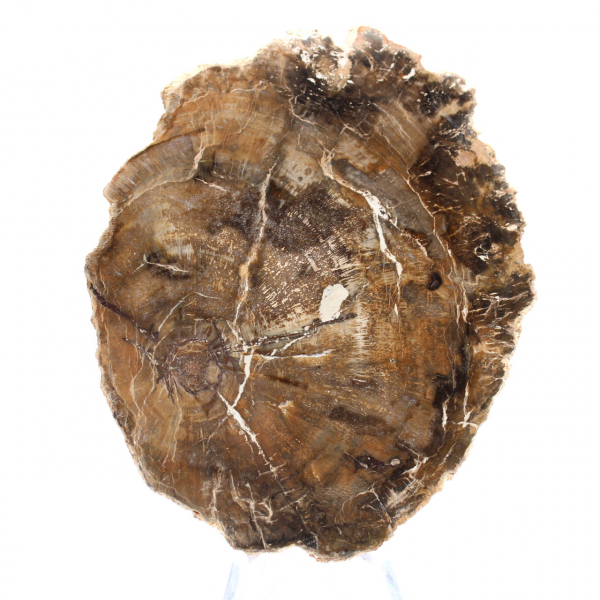Piccolo ornamento in legno pietrificato lucidato, fetta di fossile naturale, Madagascar Piccolo ornamento in legno pietrificato lucidato, fetta di fossile naturale, Madagascar