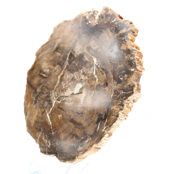 Piccolo ornamento in legno pietrificato lucidato, fetta di fossile naturale, Madagascar Piccolo ornamento in legno pietrificato lucidato, fetta di fossile naturale, Madagascar
