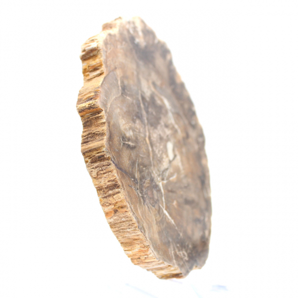 Piccolo ornamento in legno pietrificato lucidato, fetta di fossile naturale, Madagascar Piccolo ornamento in legno pietrificato lucidato, fetta di fossile naturale, Madagascar
