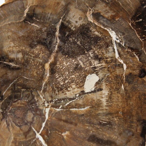 Piccolo ornamento in legno pietrificato lucidato, fetta di fossile naturale, Madagascar Piccolo ornamento in legno pietrificato lucidato, fetta di fossile naturale, Madagascar