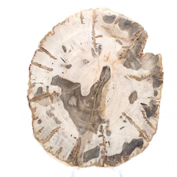 Fetta di legno pietrificato lucidato, esemplare di albero fossile, Madagascar