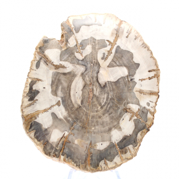 Fetta di legno pietrificato lucidato, esemplare di albero fossile, Madagascar