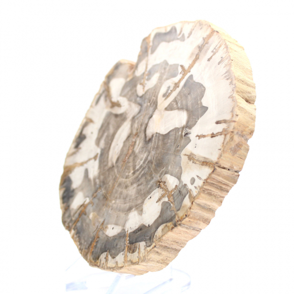 Fetta di legno pietrificato lucidato, esemplare di albero fossile, Madagascar
