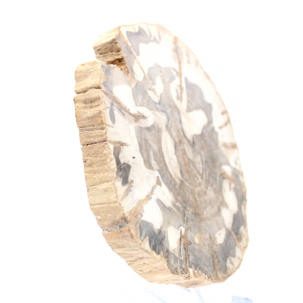 Fetta di legno pietrificato lucidato, esemplare di albero fossile, Madagascar