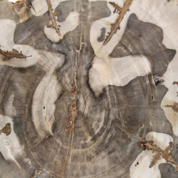 Fetta di legno pietrificato lucidato, esemplare di albero fossile, Madagascar