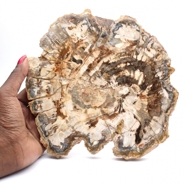 Legno fossilizzato (fetta), ornamento lucidato, pezzo da collezione, Madagascar