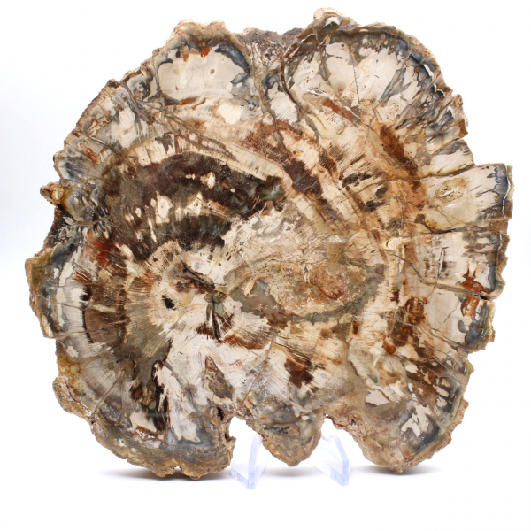 Legno fossilizzato (fetta), ornamento lucidato, pezzo da collezione, Madagascar