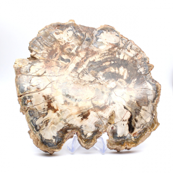 Legno fossilizzato (fetta), ornamento lucidato, pezzo da collezione, Madagascar