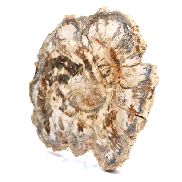 Legno fossilizzato (fetta), ornamento lucidato, pezzo da collezione, Madagascar