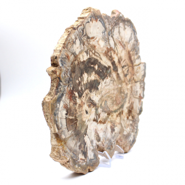 Legno fossilizzato (fetta), ornamento lucidato, pezzo da collezione, Madagascar