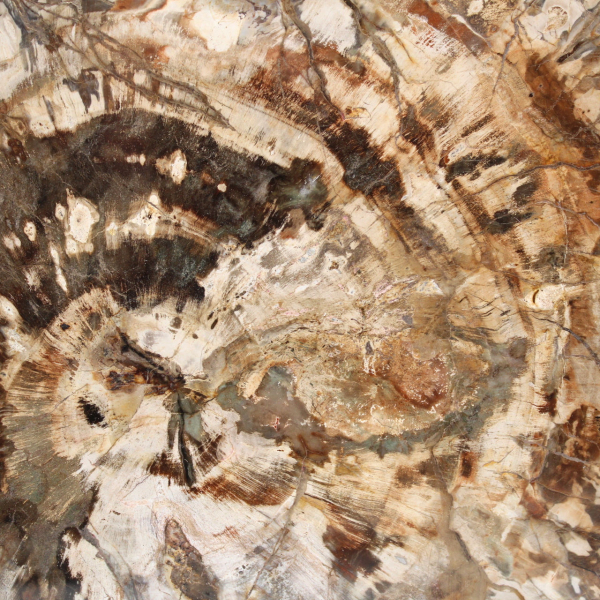 Legno fossilizzato (fetta), ornamento lucidato, pezzo da collezione, Madagascar
