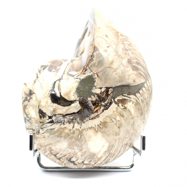 Ammonite da collezione lucidata del Madagascar - Autentico esemplare decorativo