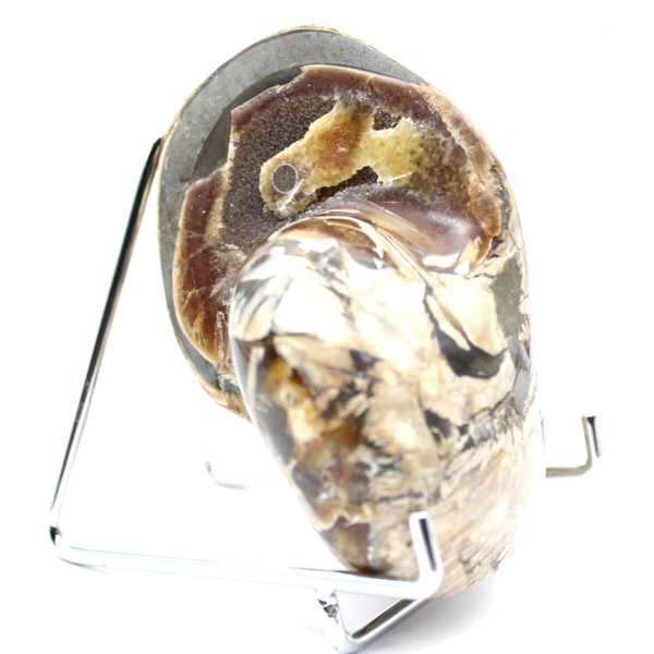 Ammonite da collezione lucidata del Madagascar - Autentico esemplare decorativo