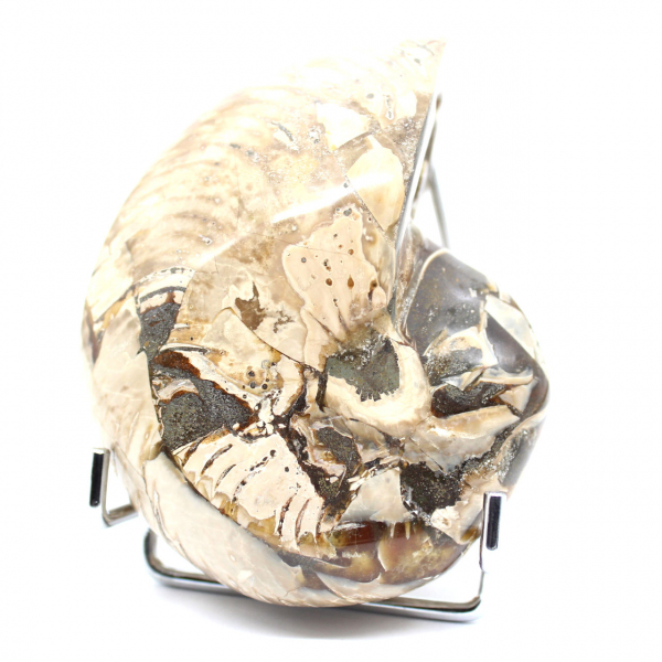 Ammonite da collezione lucidata del Madagascar - Autentico esemplare decorativo