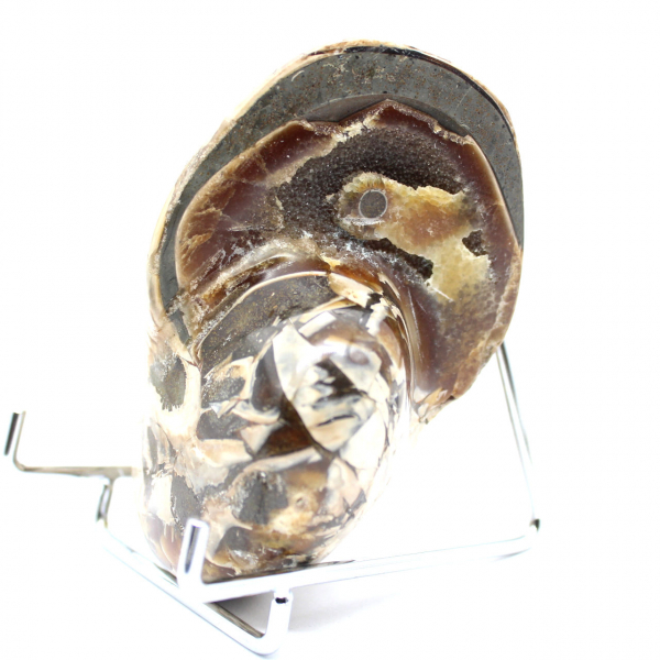 Ammonite da collezione lucidata del Madagascar - Autentico esemplare decorativo