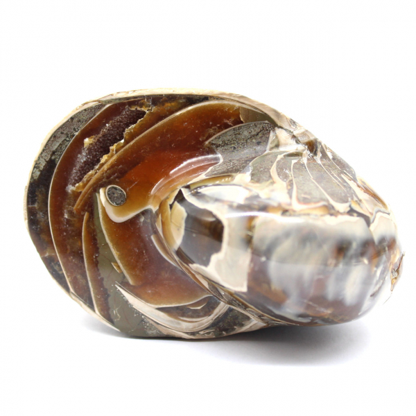 Ammonite fossile lucidata del Madagascar - Decorazione e scienza geologica