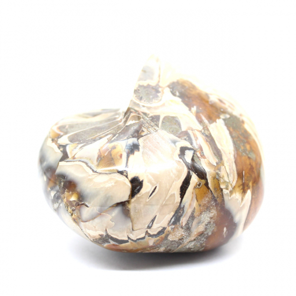 Ammonite fossile lucidata del Madagascar - Decorazione e scienza geologica