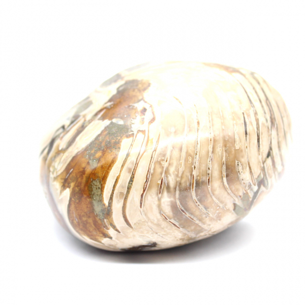 Ammonite fossile lucidata del Madagascar - Decorazione e scienza geologica