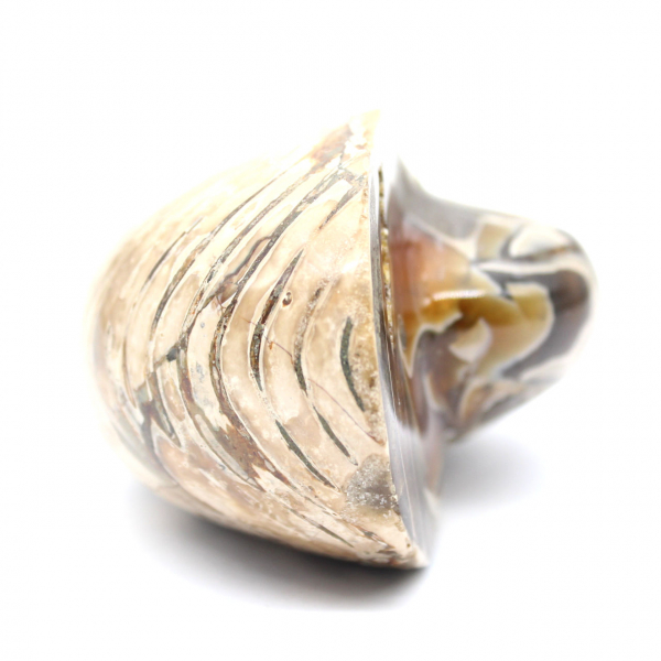 Ammonite fossile lucidata del Madagascar - Decorazione e scienza geologica