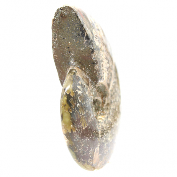 Ammonite fossile lucidata dal Madagascar - Esemplare stretto e snello