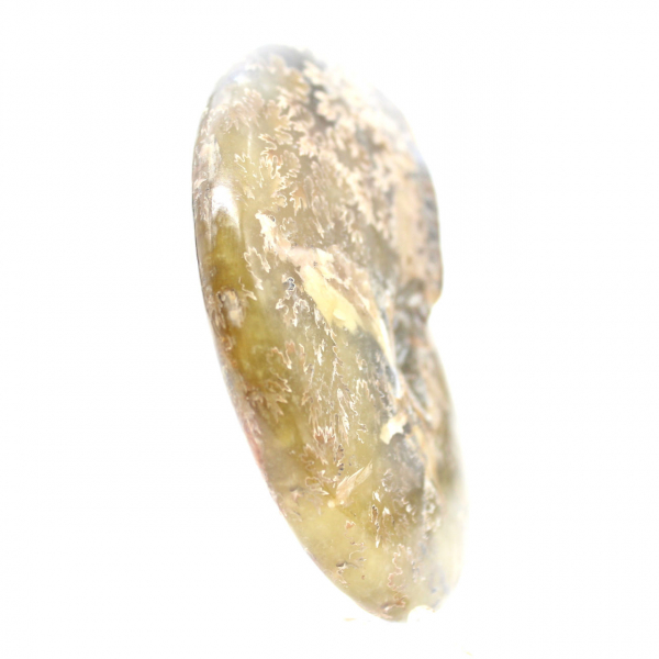 Ammonite fossile lucidata dal Madagascar - Esemplare stretto e snello