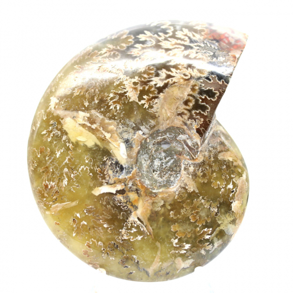 Ammonite fossile lucidata dal Madagascar - Esemplare stretto e snello