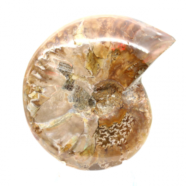 Fossile di ammonite lucidato - Pietra naturale del Madagascar per collezionisti