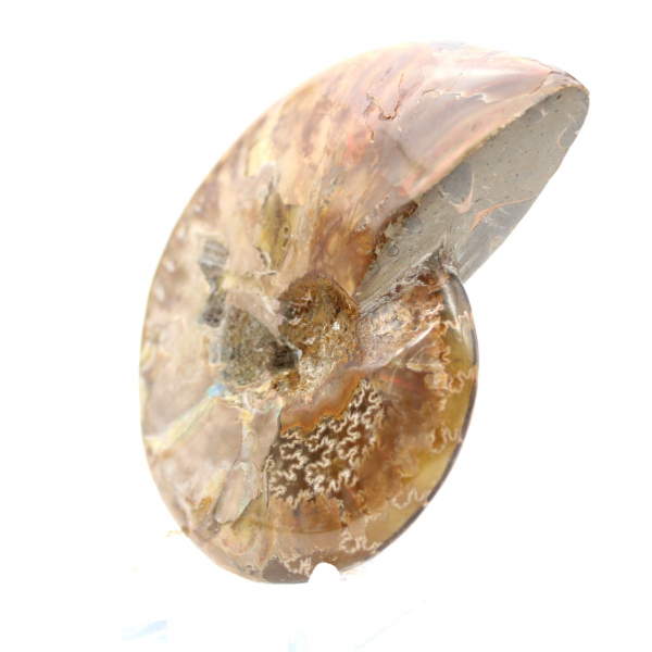 Fossile di ammonite lucidato - Pietra naturale del Madagascar per collezionisti