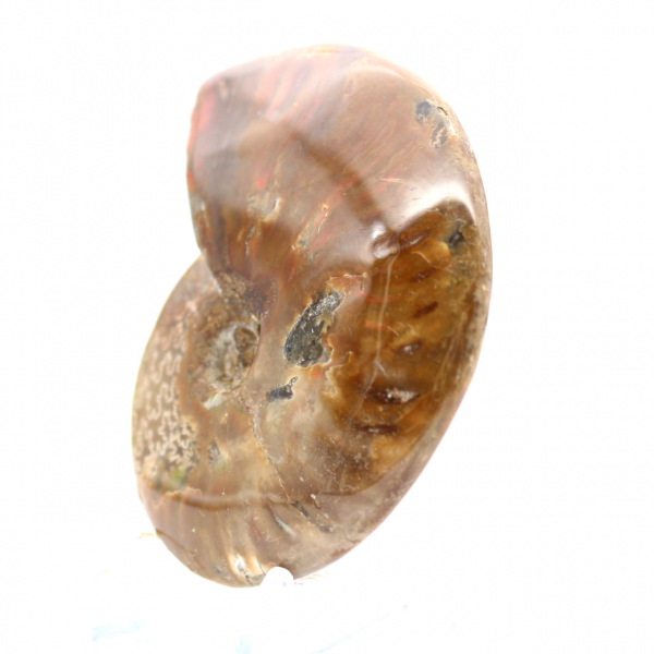 Fossile di ammonite lucidato - Pietra naturale del Madagascar per collezionisti