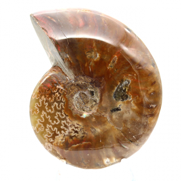 Fossile di ammonite lucidato - Pietra naturale del Madagascar per collezionisti