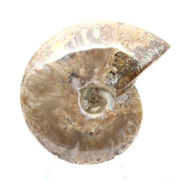 Ammonite fossile lucidata - Decorazione e scienza paleontologica