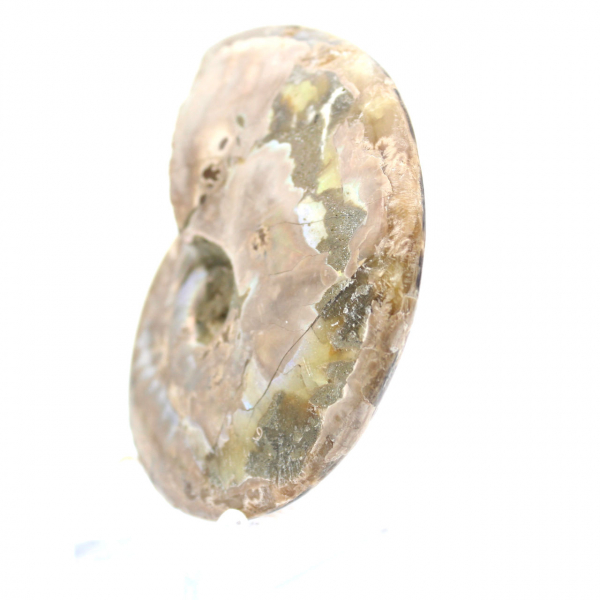 Ammonite fossile lucidata - Decorazione e scienza paleontologica