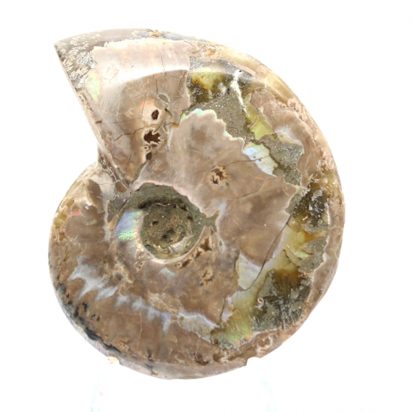 Ammonite fossile lucidata - Decorazione e scienza paleontologica