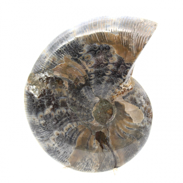 Ammonite fossile lucidata dal Madagascar - Piccolo esemplare