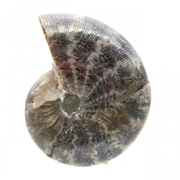 Ammonite fossile lucidata dal Madagascar - Piccolo esemplare