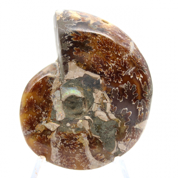 Piccolo fossile di ammonite lucidato del Madagascar - Autenticità garantita