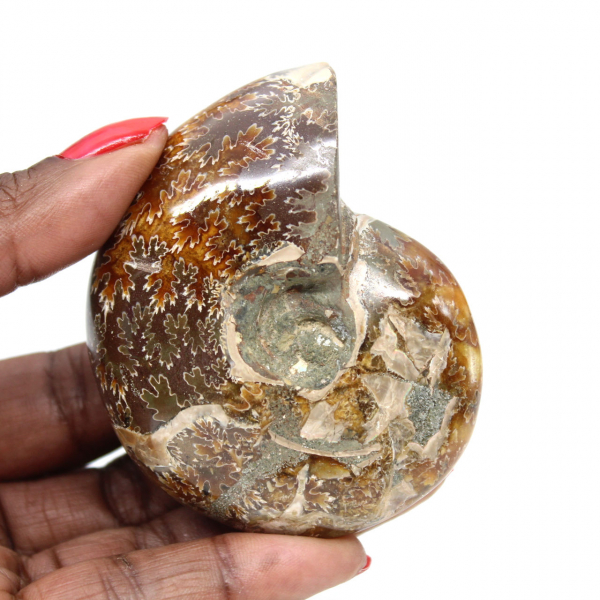Piccolo fossile di ammonite lucidato del Madagascar - Autenticità garantita