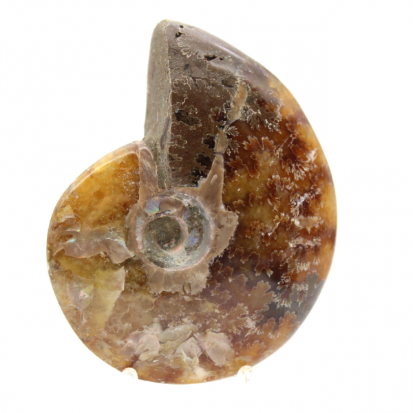 Ammonite lucidata - Fossile del Madagascar da collezione e decorazione (60 g)