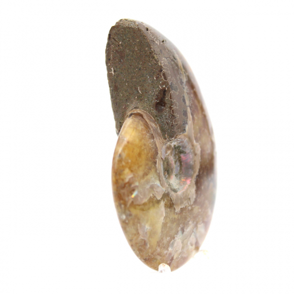 Ammonite lucidata - Fossile del Madagascar da collezione e decorazione (60 g)