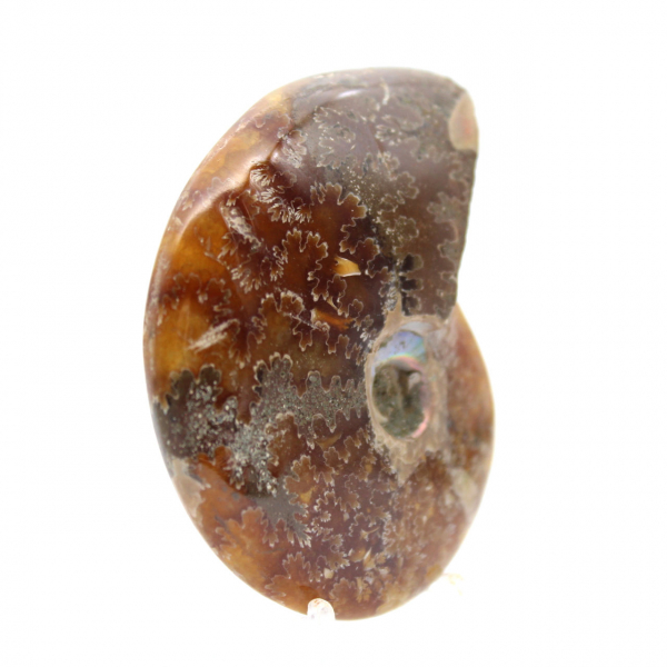 Ammonite lucidata - Fossile del Madagascar da collezione e decorazione (60 g)