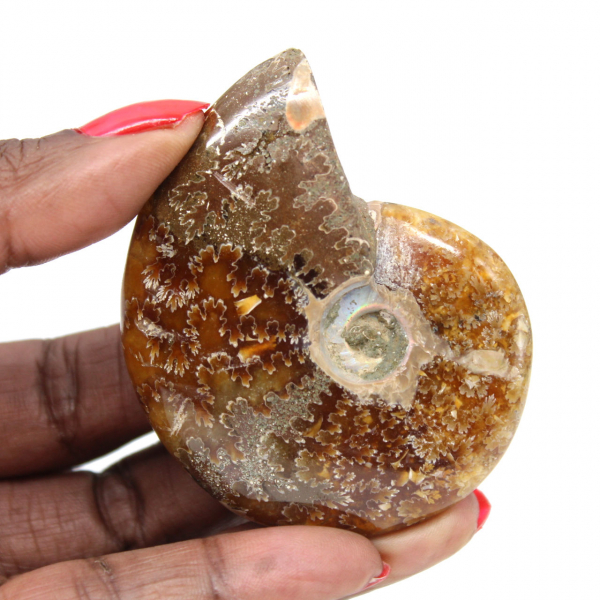 Ammonite lucidata - Fossile del Madagascar da collezione e decorazione (60 g)