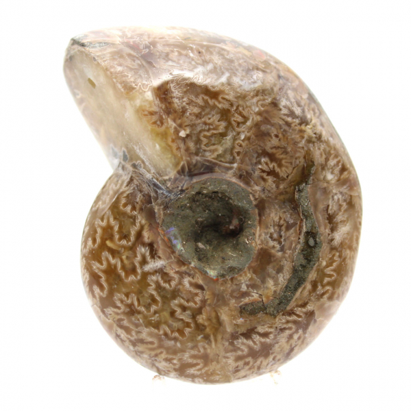 Ammonite lucidata per collezionisti - Tesoro fossile del Madagascar (100 g)