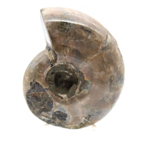 Ammonite lucidata - Piccolo esemplare da collezione dal Madagascar (80 g)