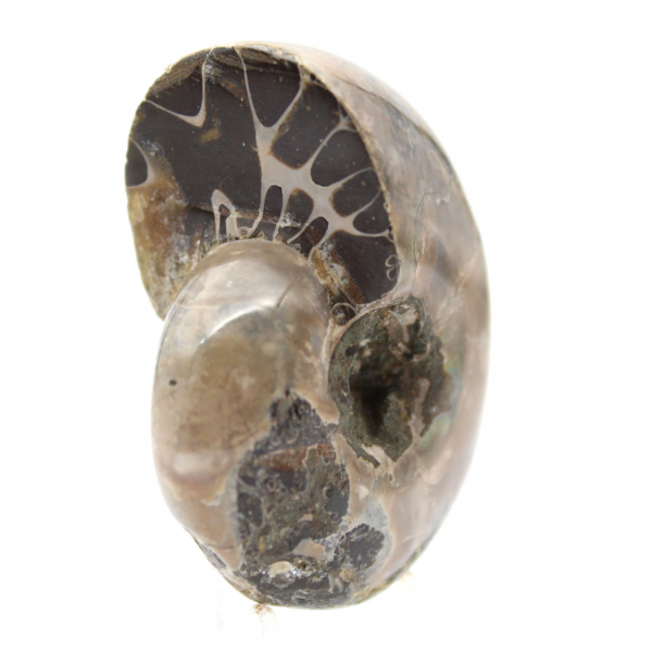 Ammonite lucidata - Piccolo esemplare da collezione dal Madagascar (80 g)